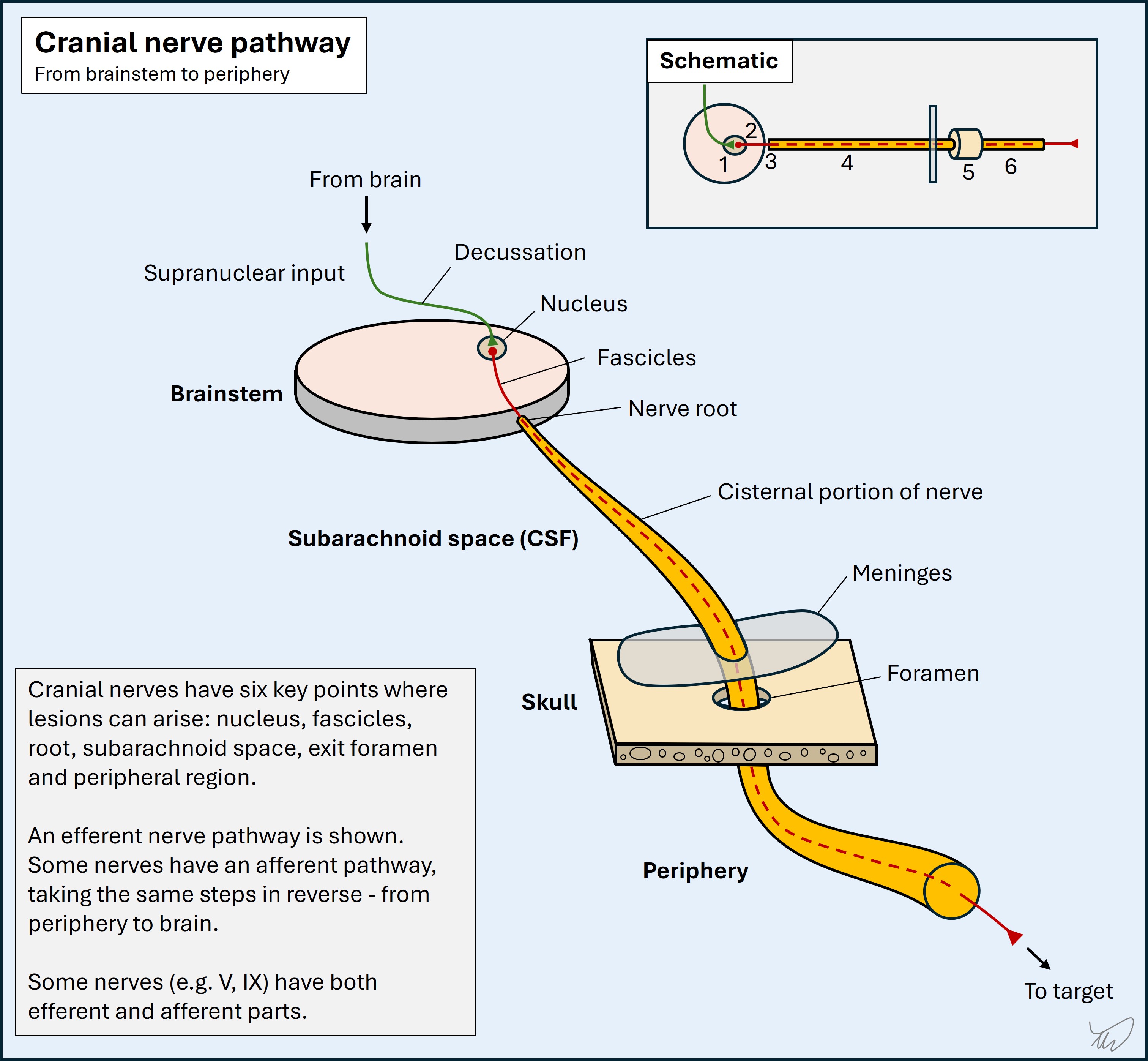 Cranial nerve