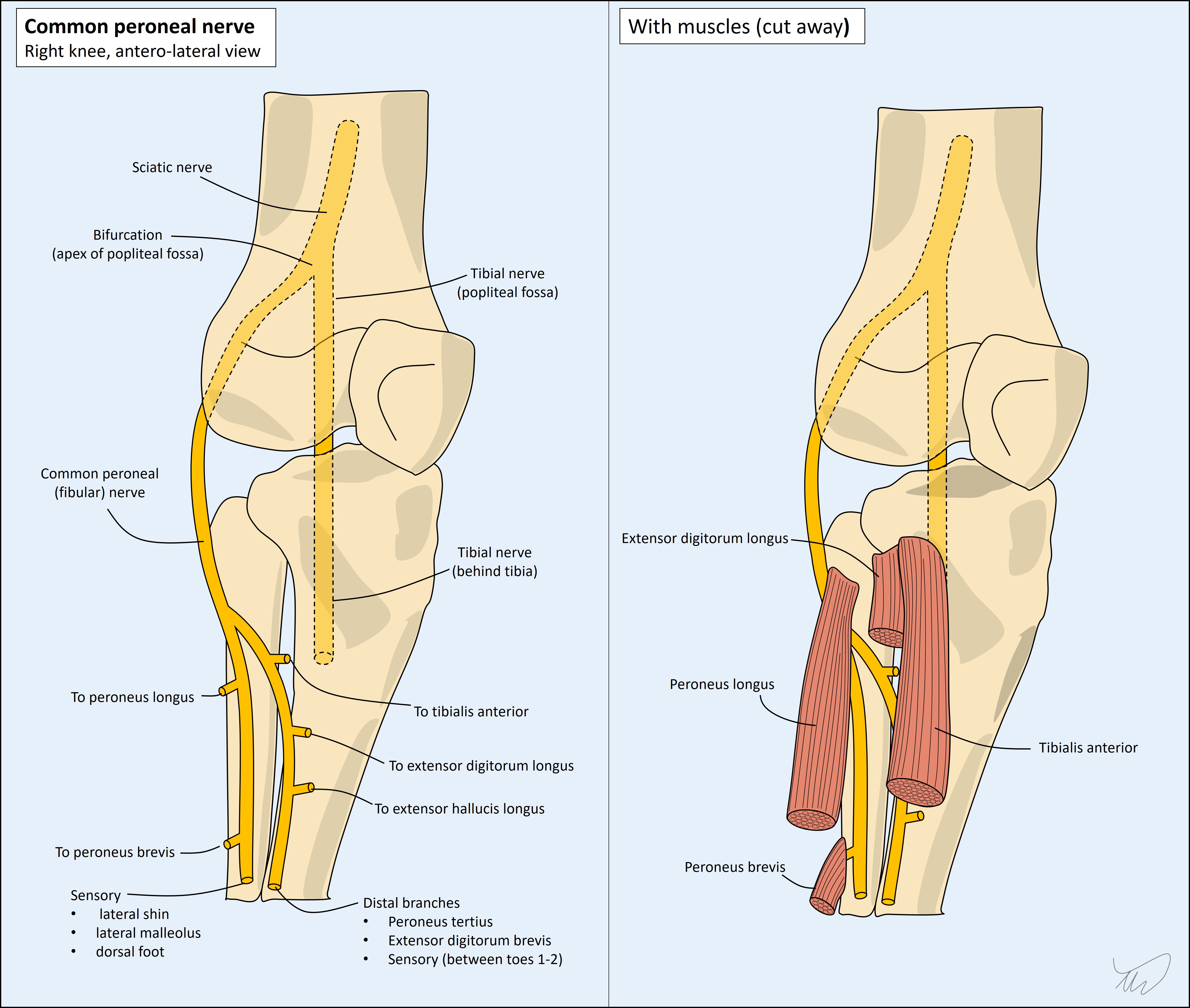 Common peroneal nerve