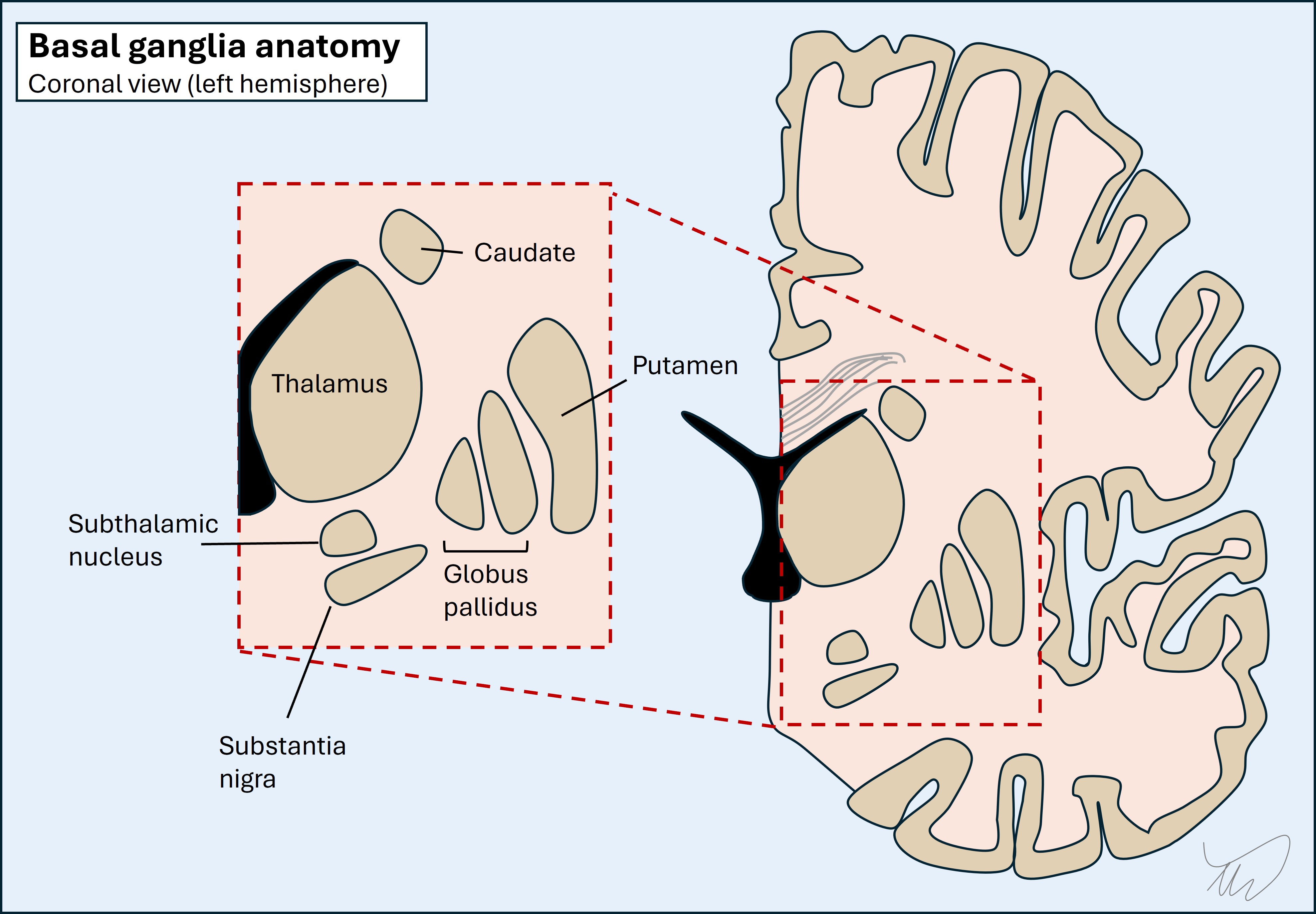 Basal ganglia
