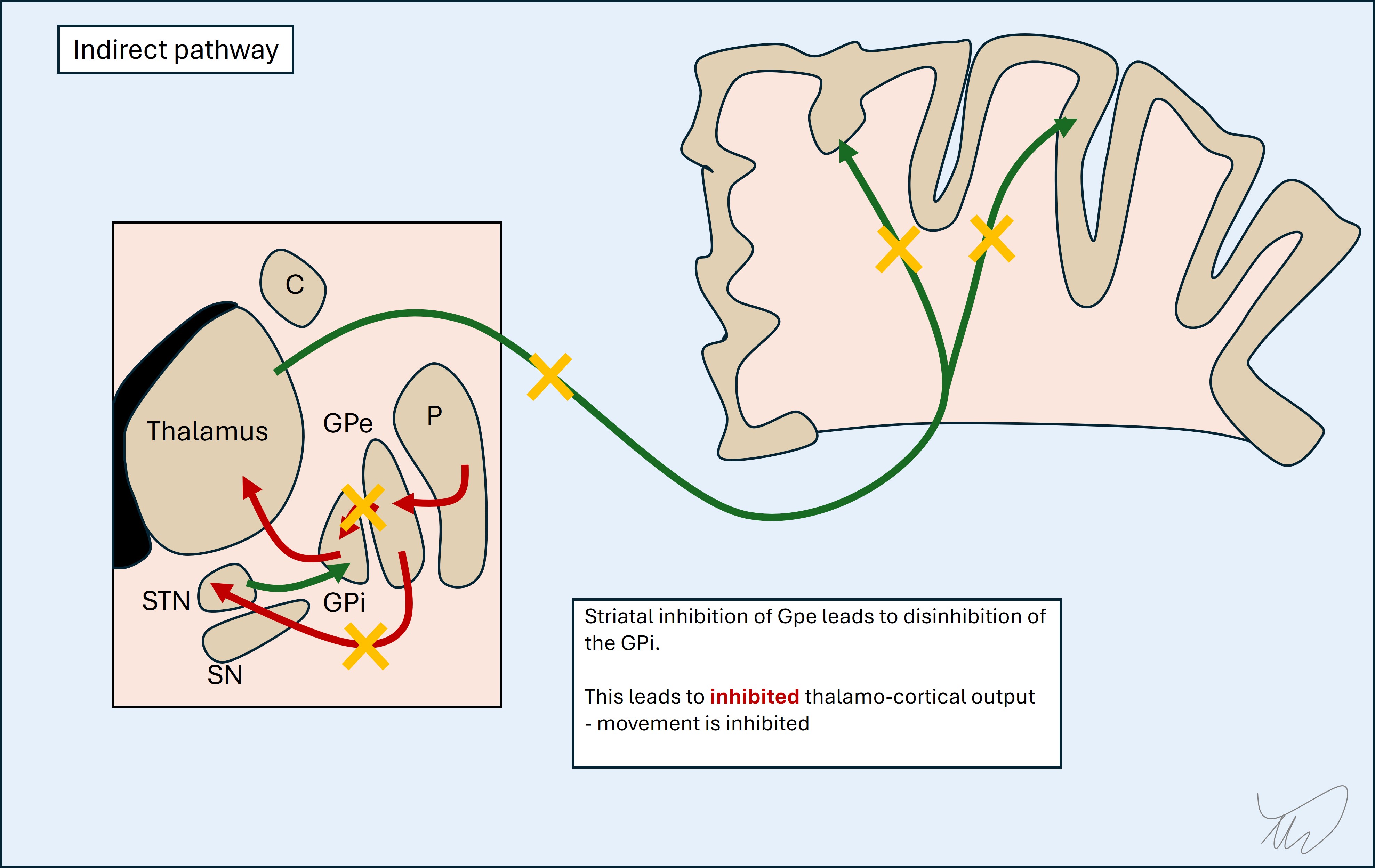 Indirect pathway