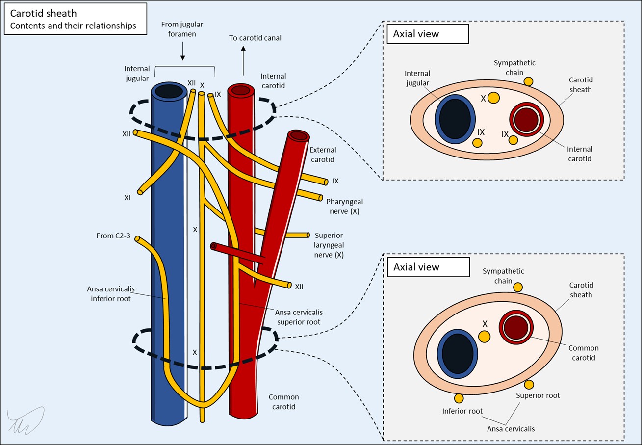 carotid.sheath