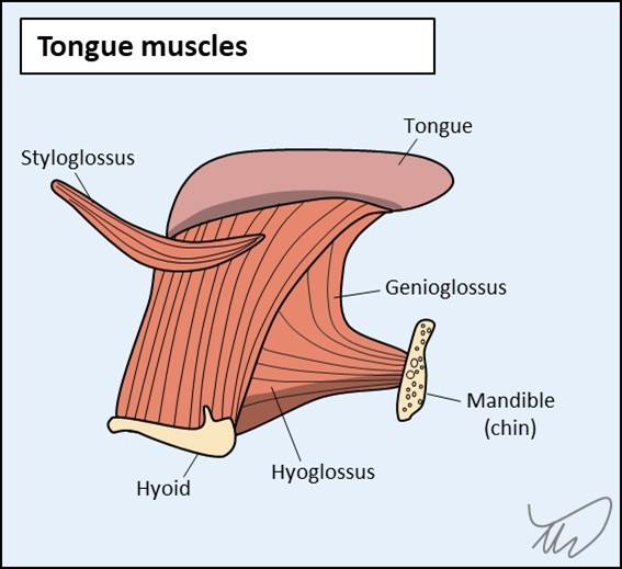 Tongue muscles