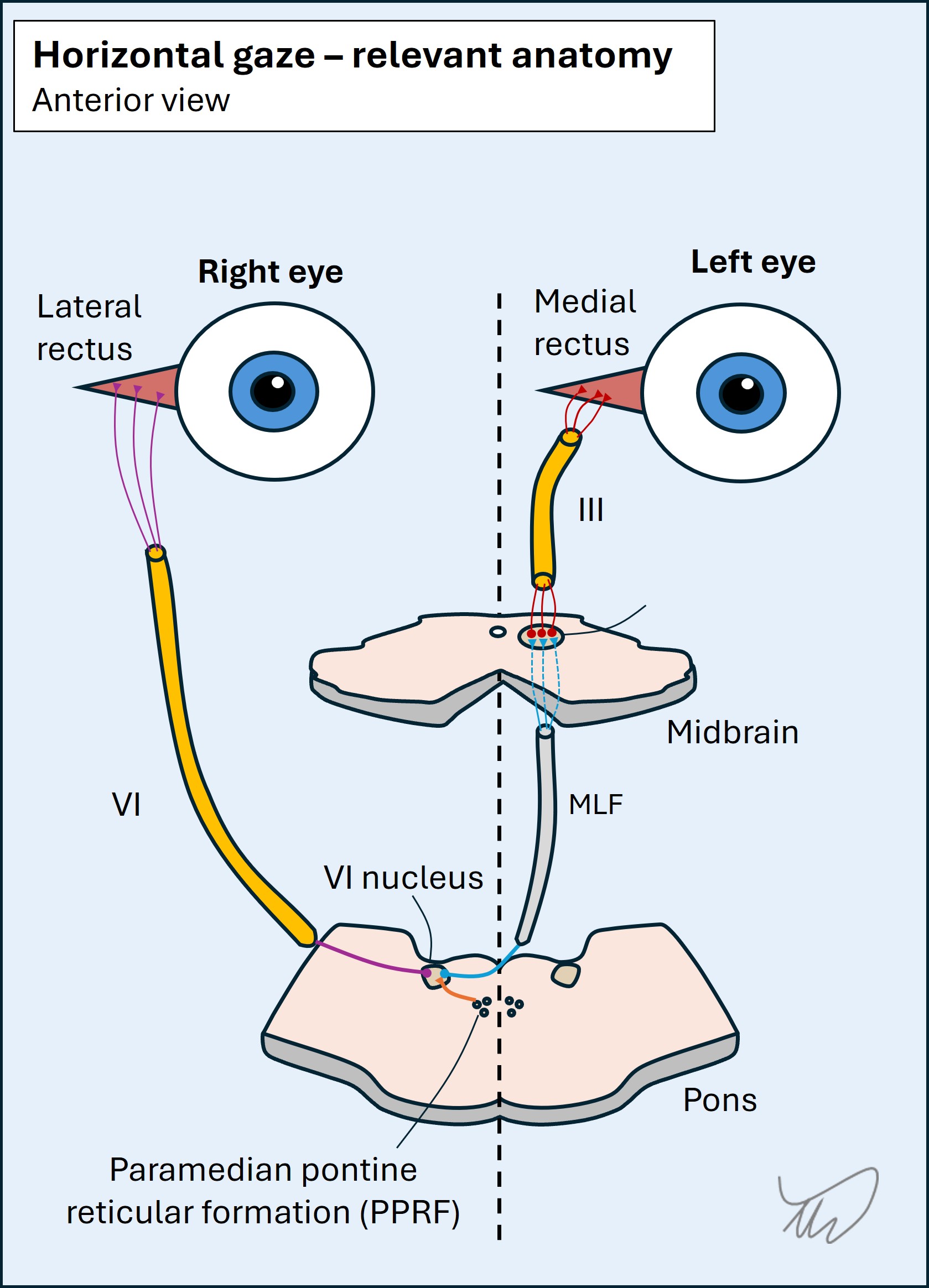 Horizontal gaze - anatomy