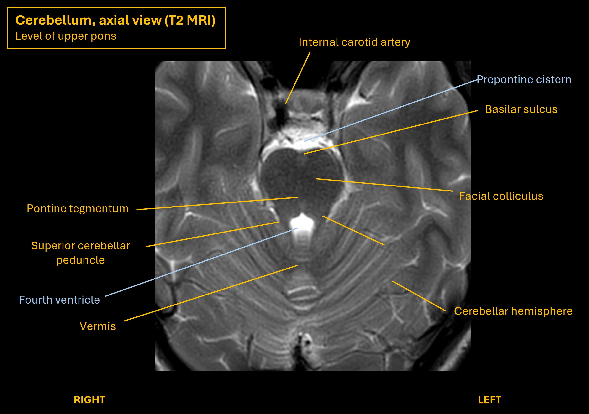 Cerebellar motor pathways