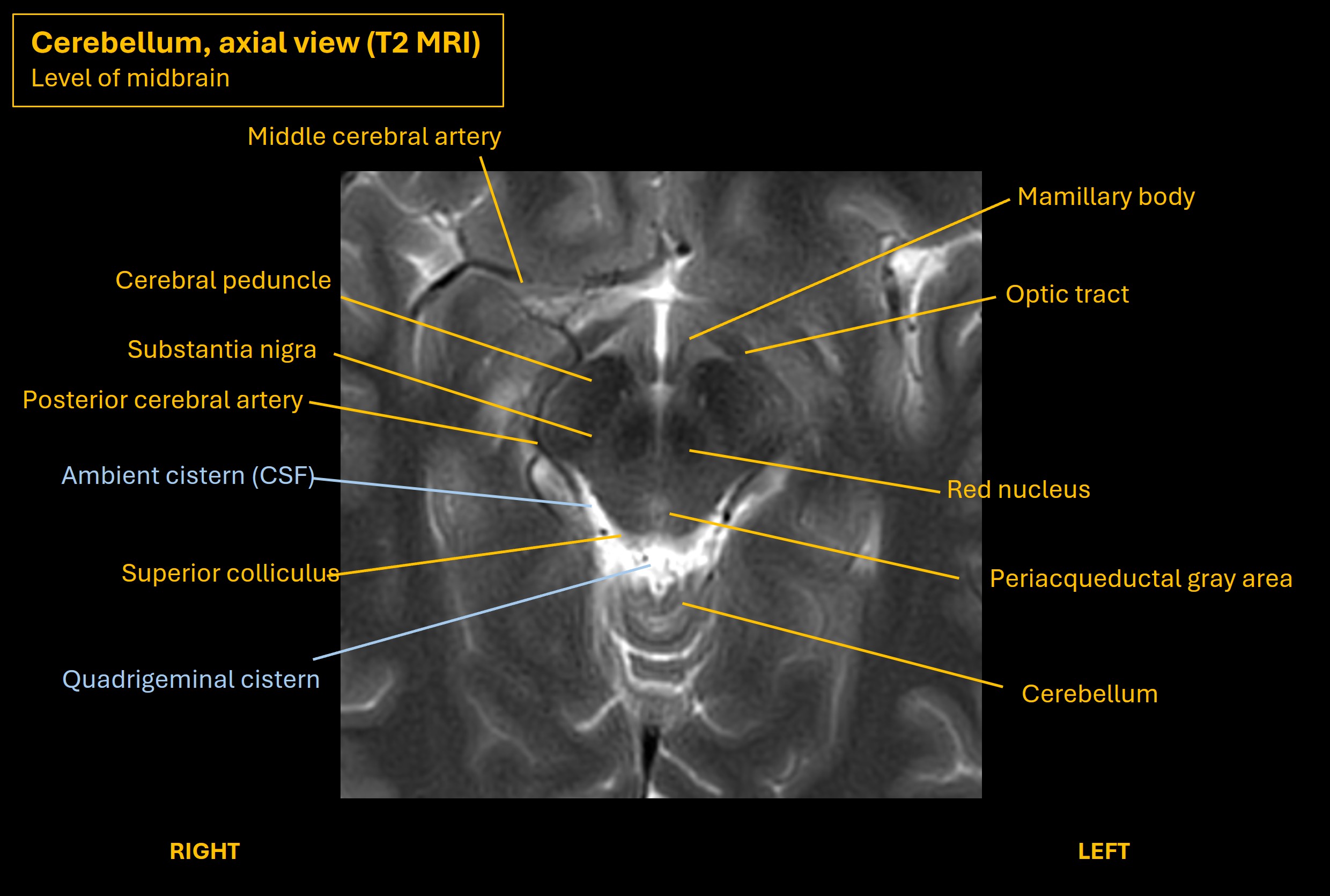 Cerebellar motor pathways