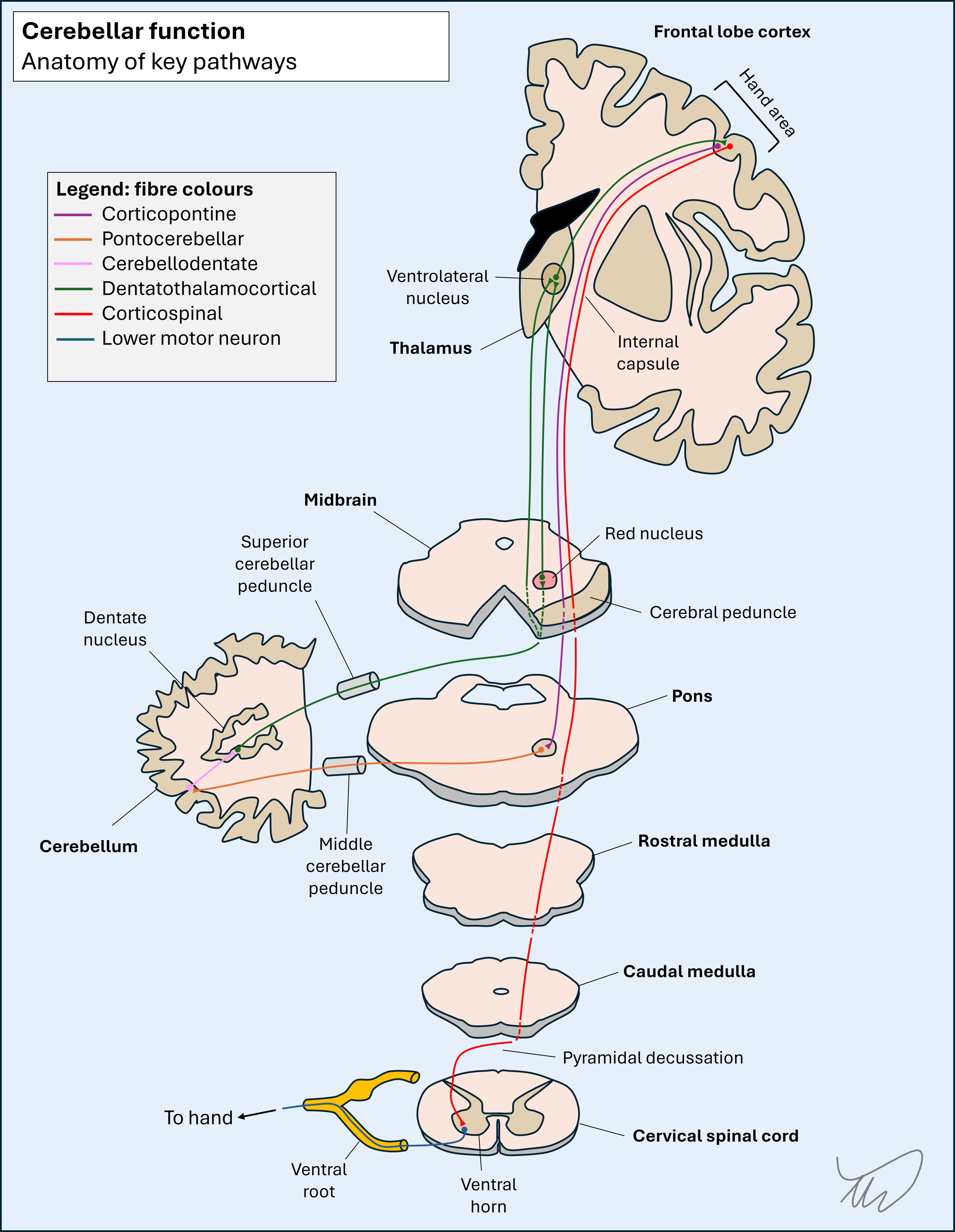 Cerebellar motor pathways