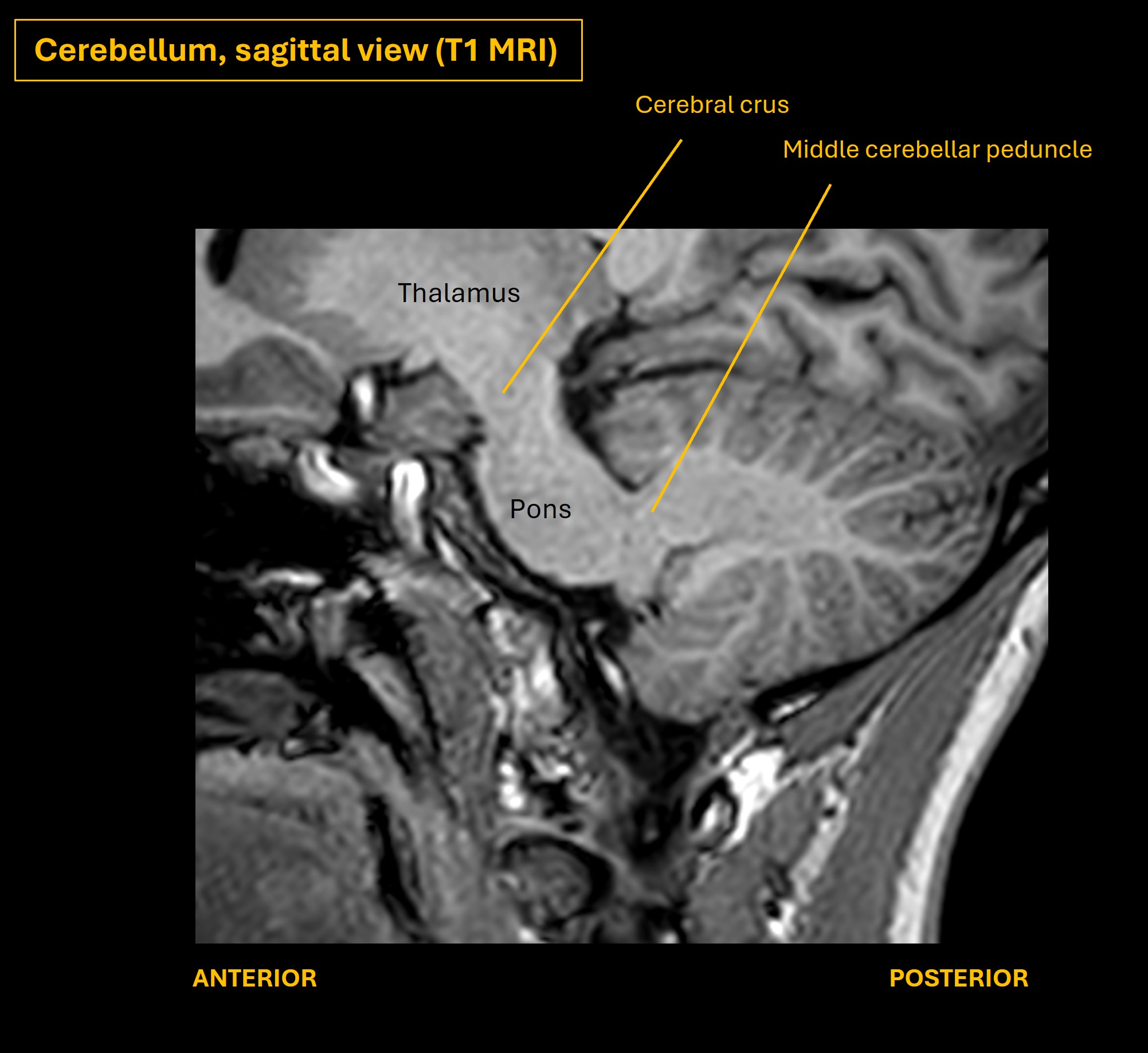 Cerebellar motor pathways