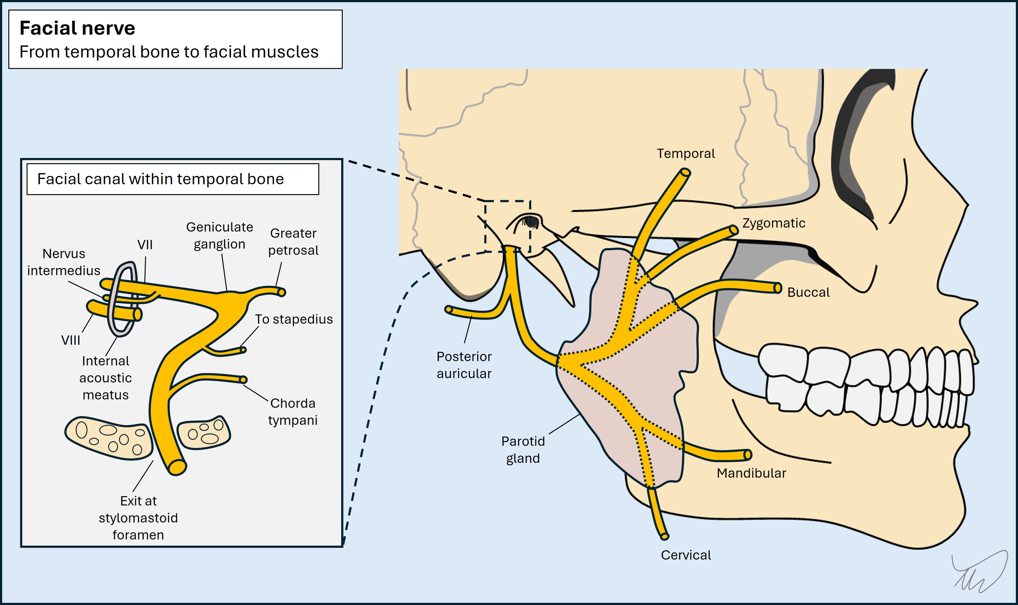 Facial nerve branches