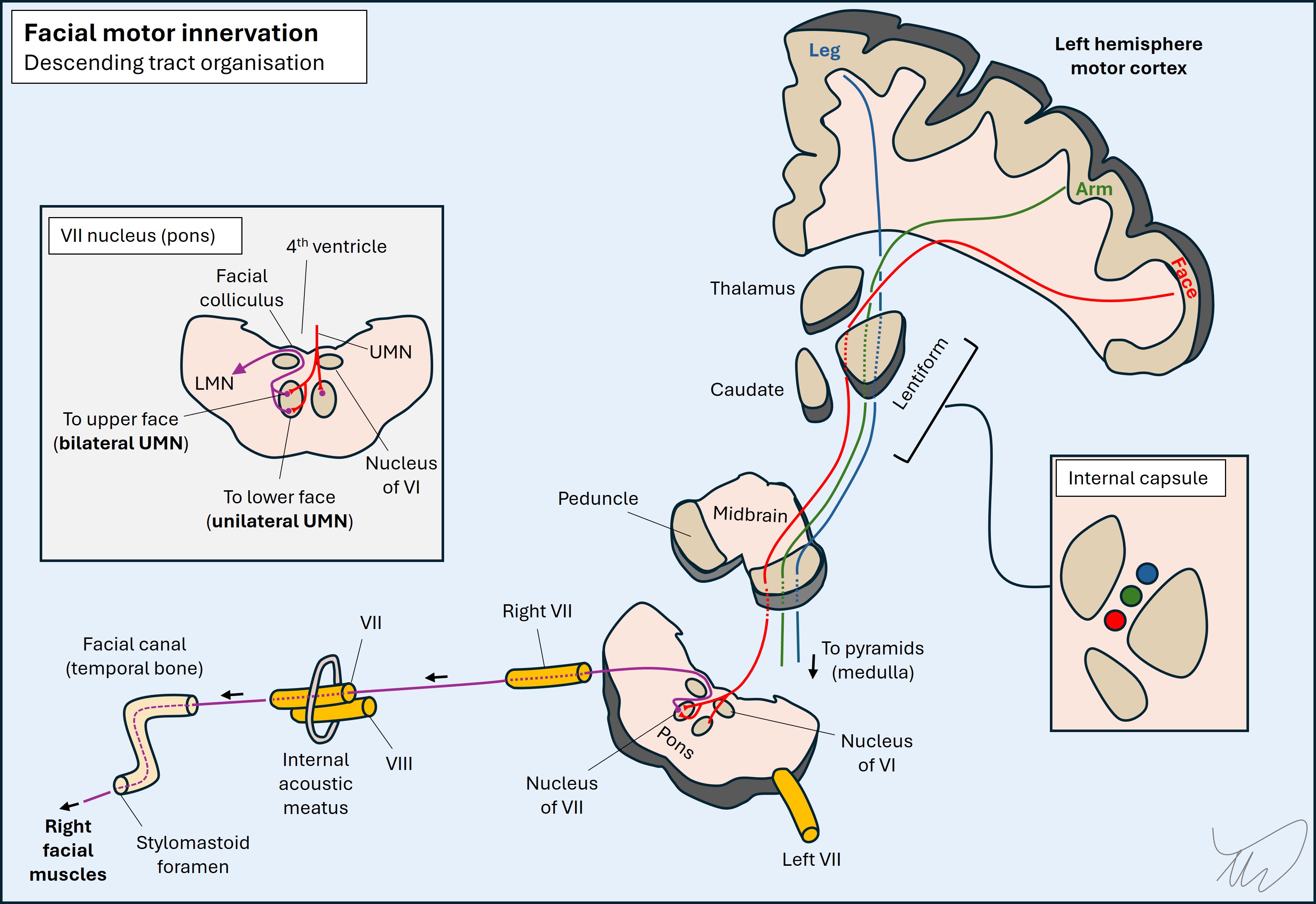 Facial nerve path