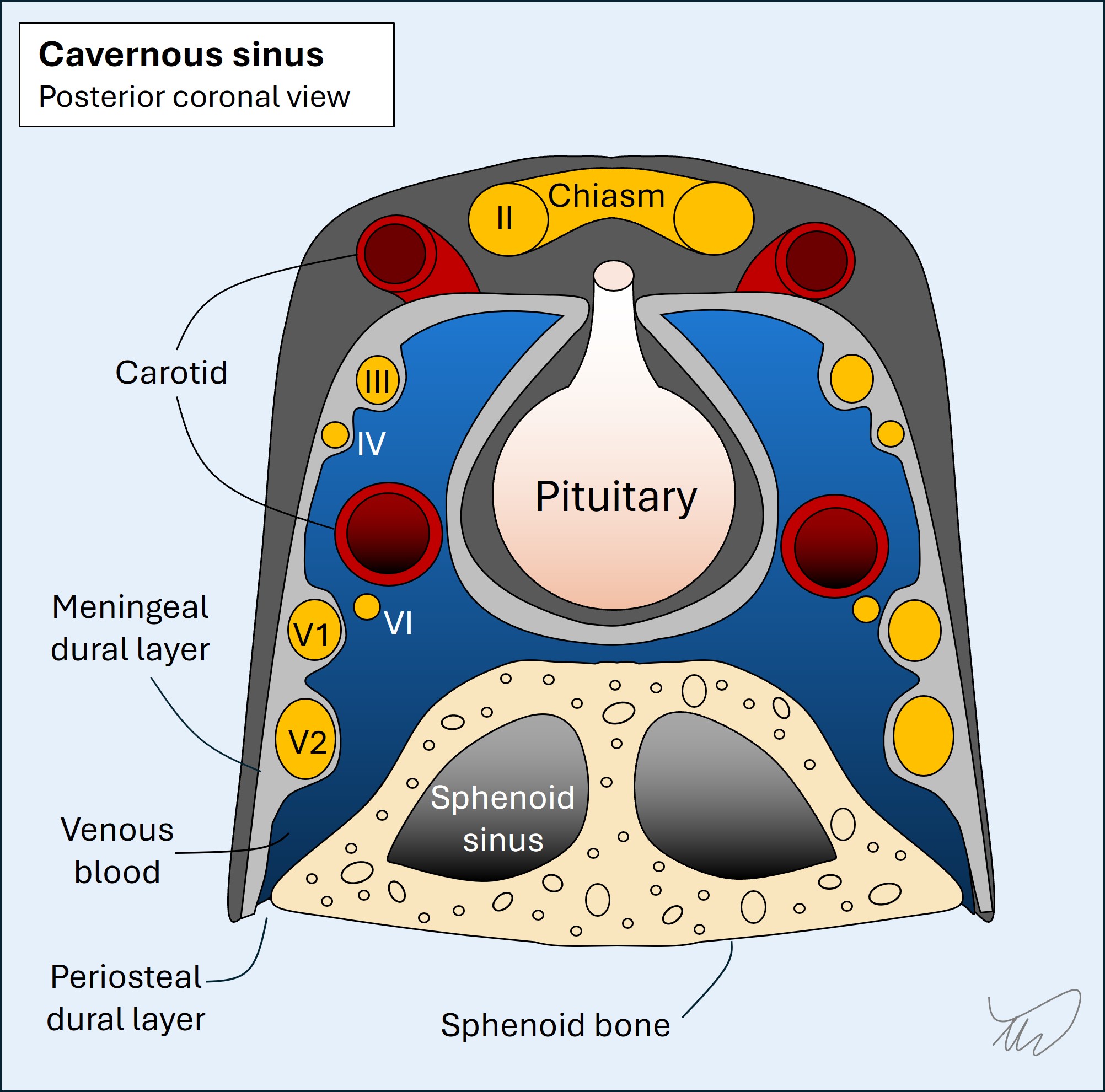 Cavernous sinus
