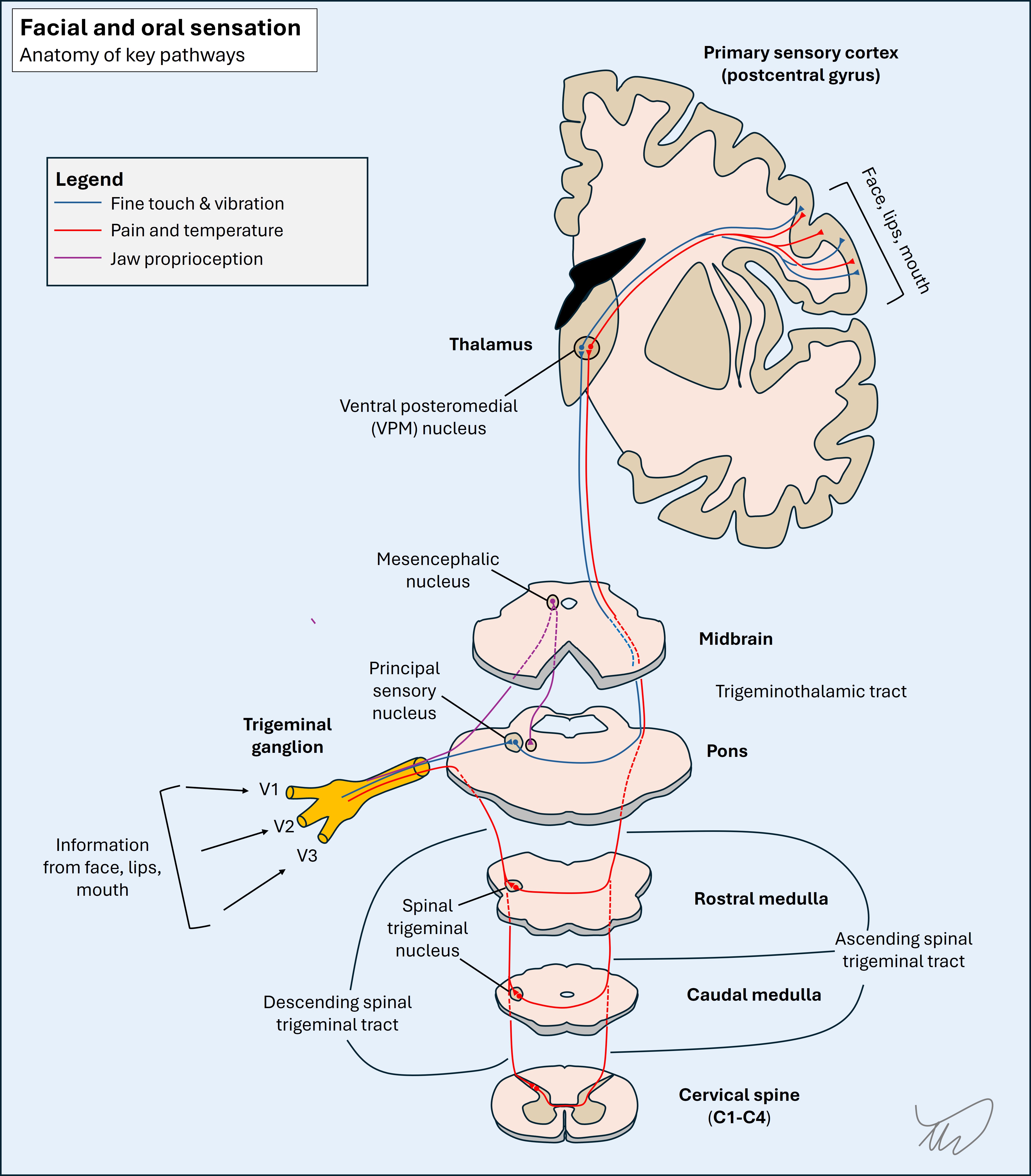 Trigeminal pathways