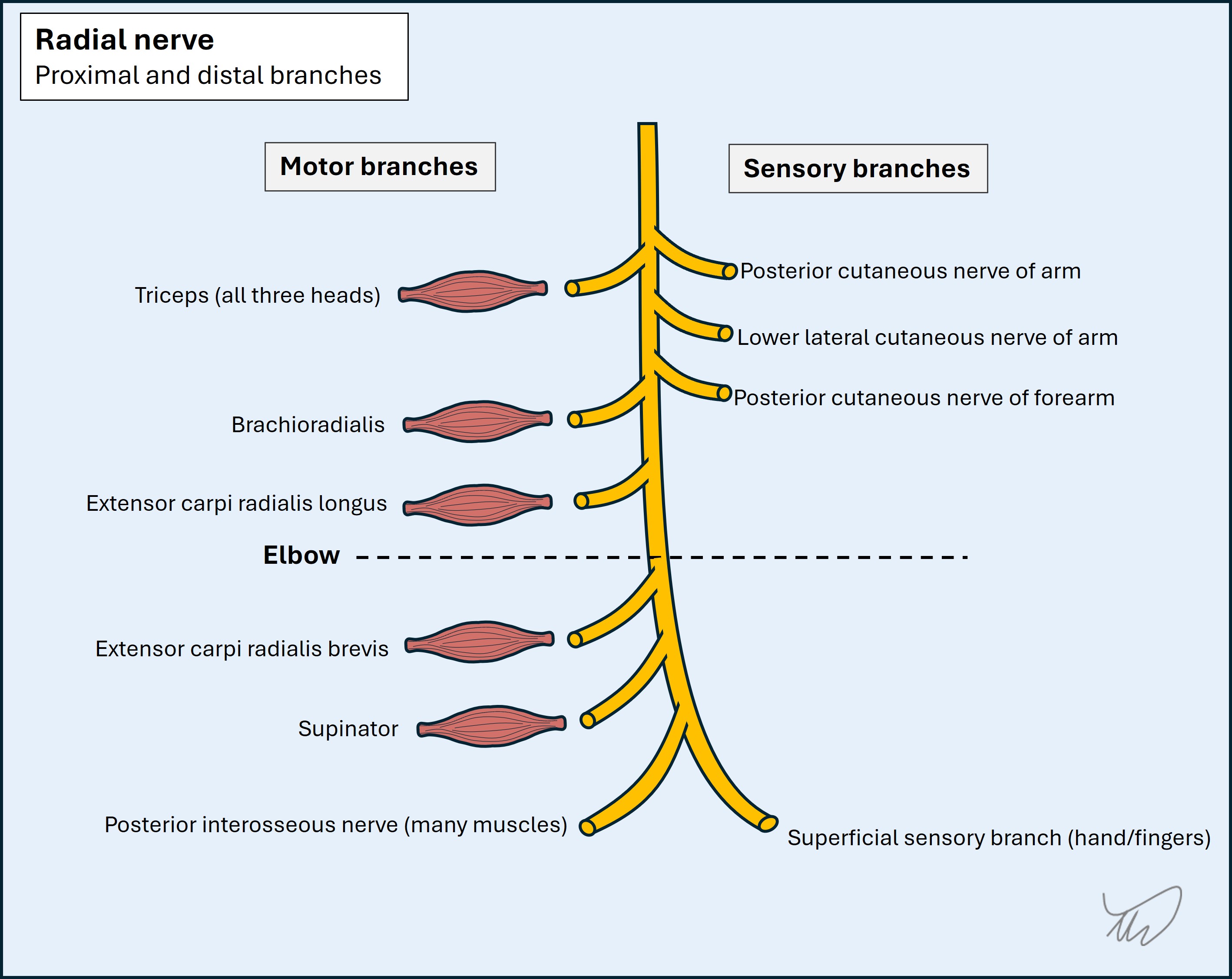 Radial nerve