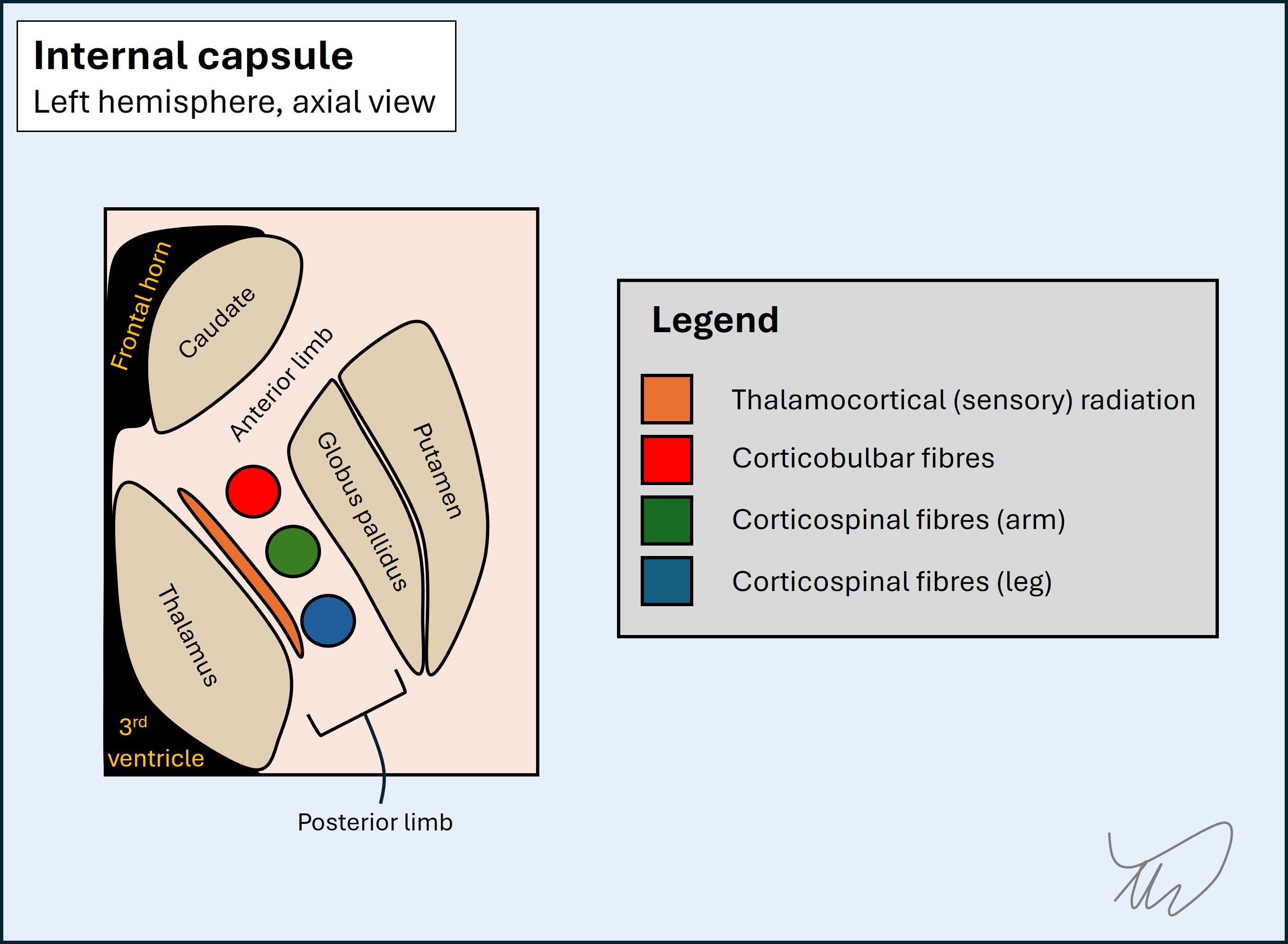 Internal capsule