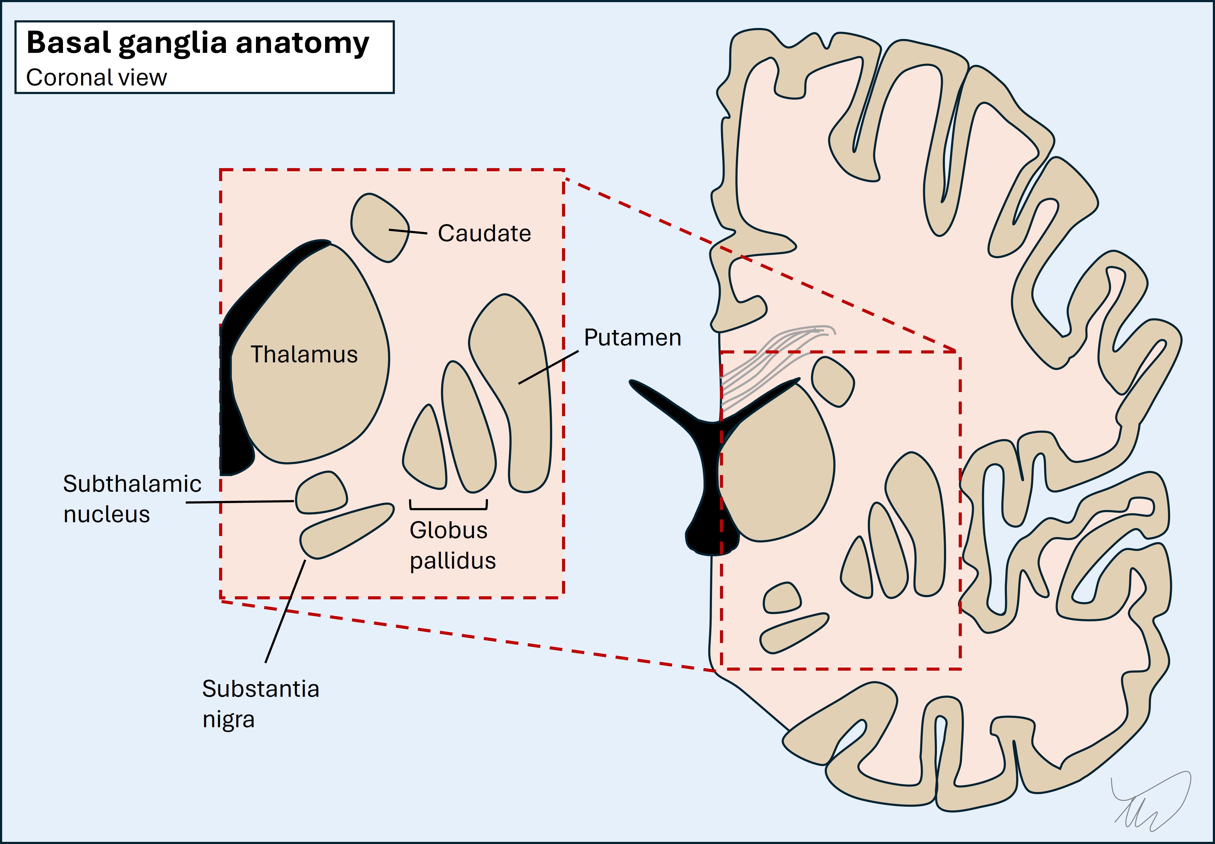 Basal ganglia