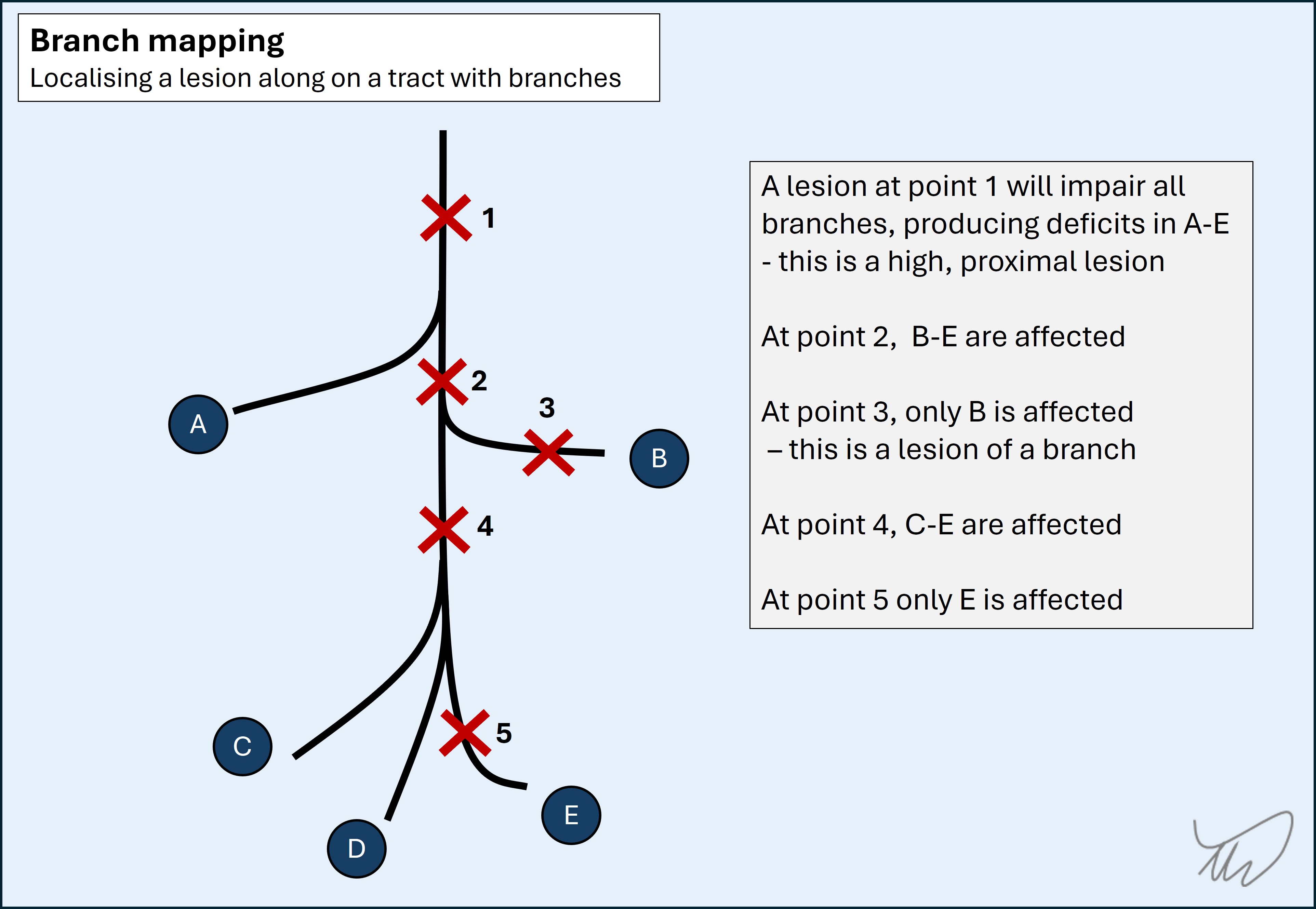 Branch mapping