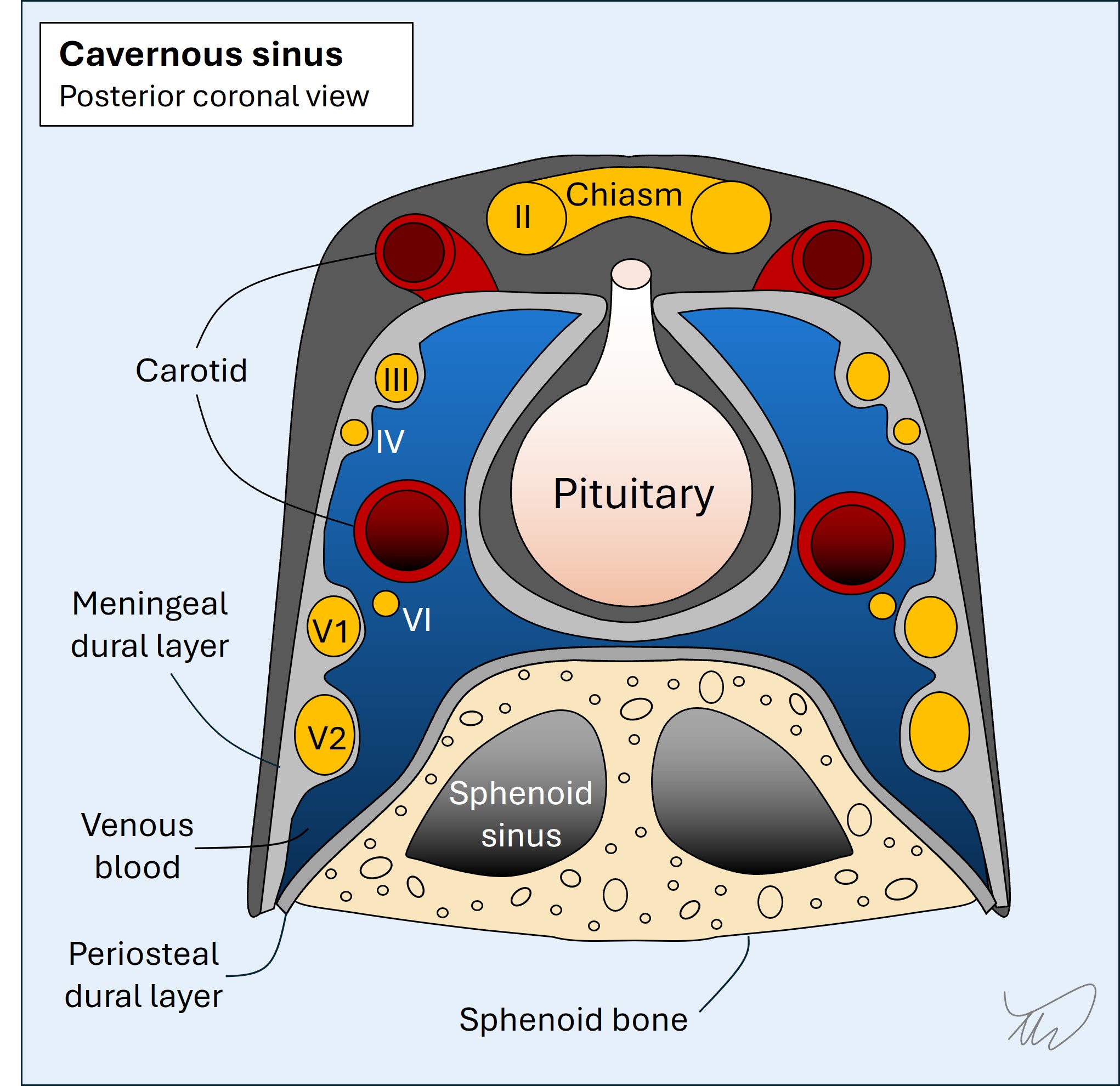 Cavernous sinus
