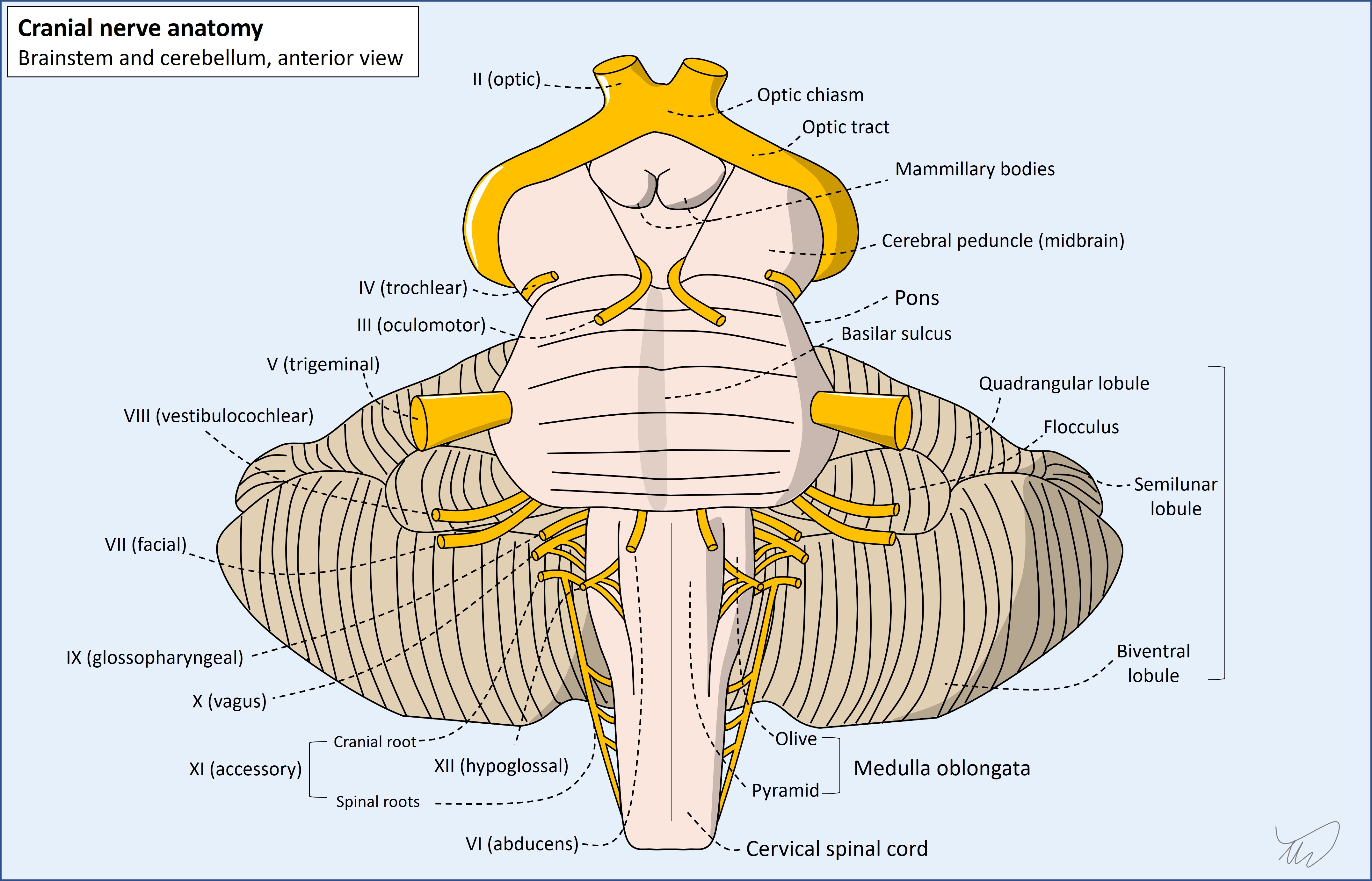 Brainstem