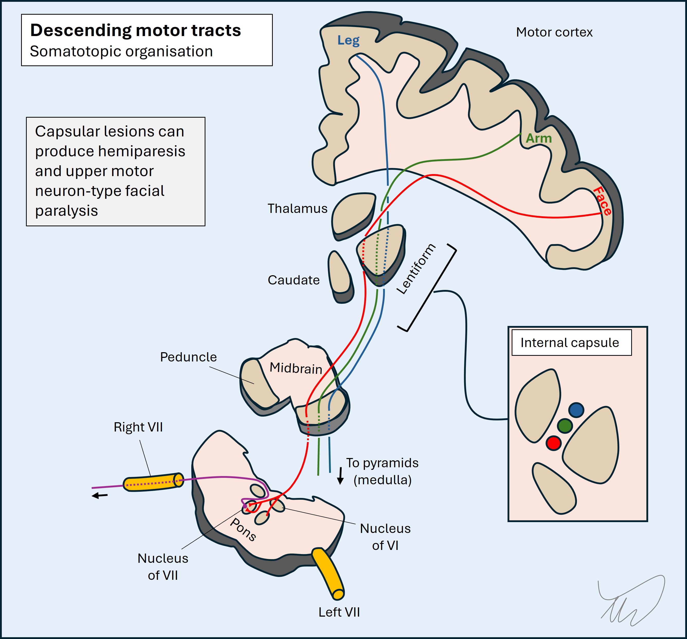 Descending motor tracts