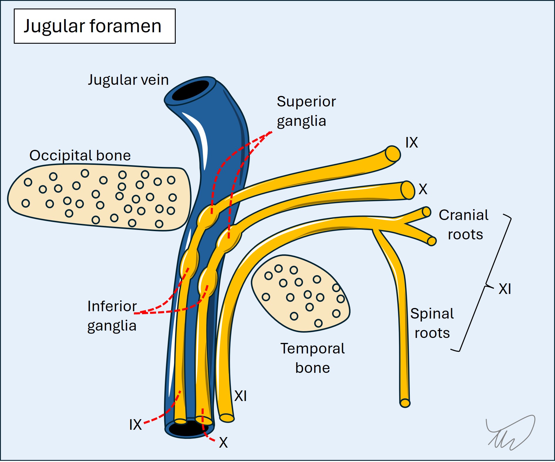 Jugular foramen