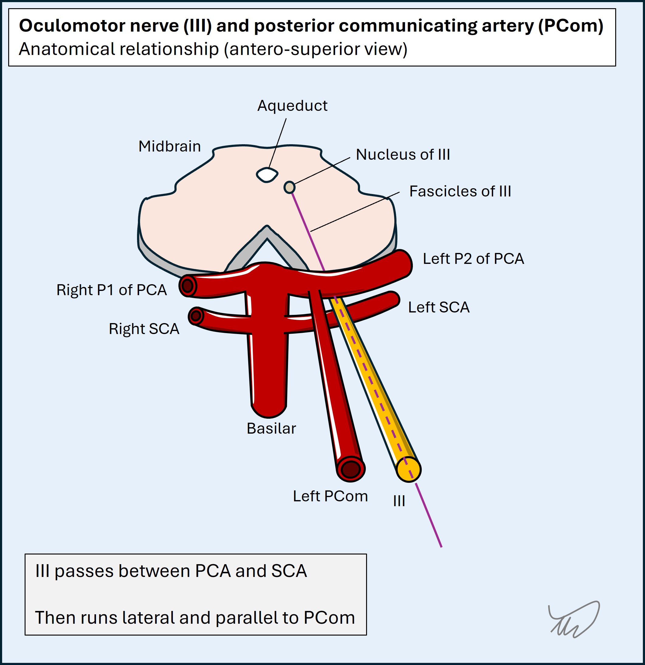 PCom anatomy