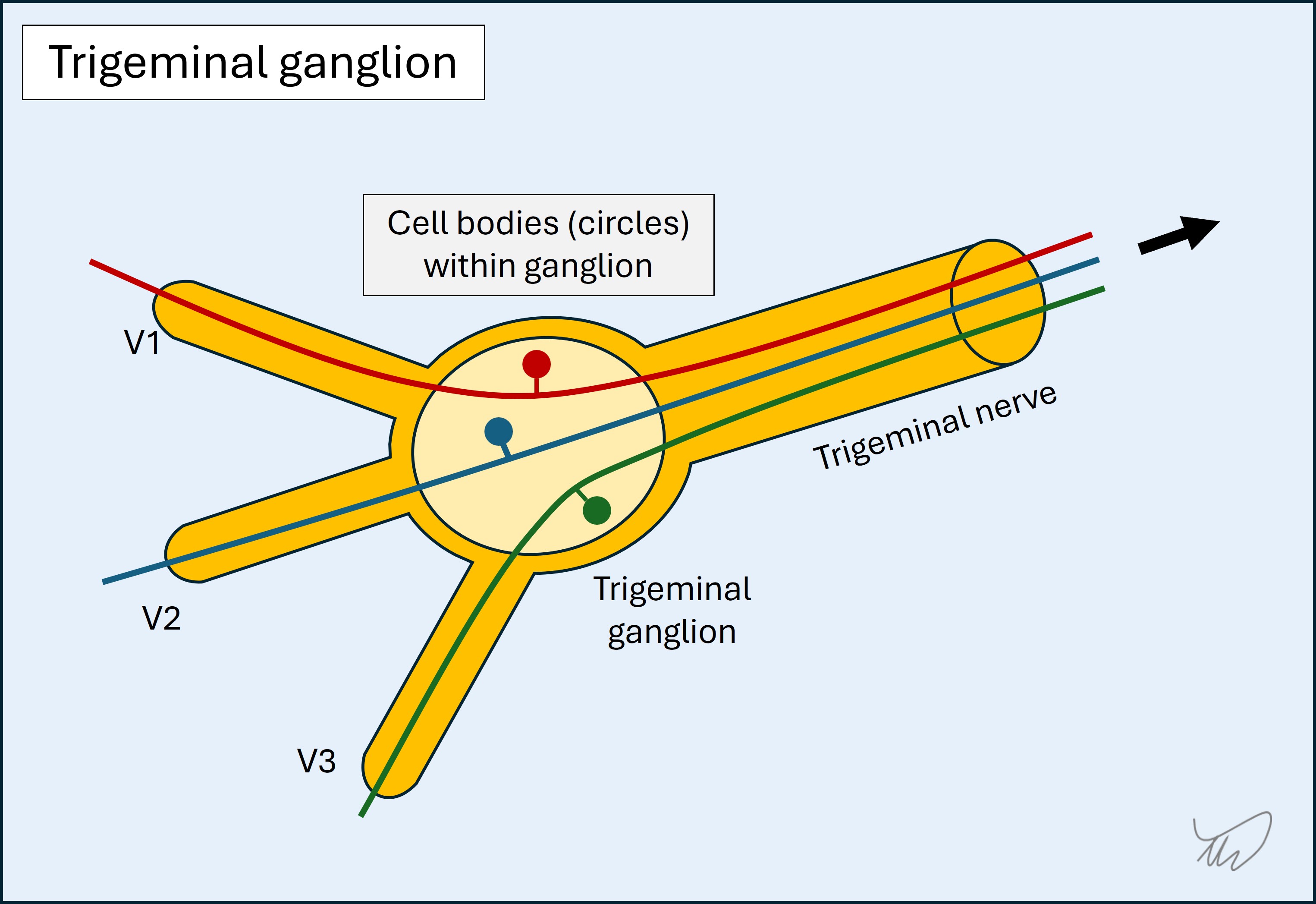 Trigeminal ganglion